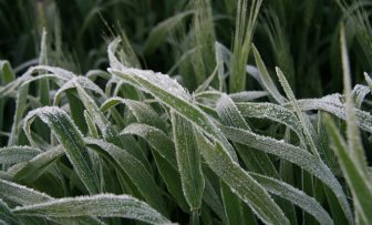 GRDC Grains Research Update, online – Decisions with frosted & stressed crops