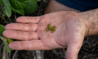 GRDC Grains Research Update, online – Seed quality and implications for sowing