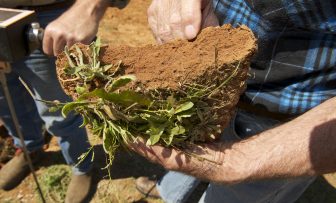 GRDC Grains Research Update, online – Strategies for Predicta B testing