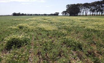 GRDC Grains Research Update, online – Summer weed control