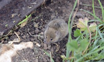 GRDC Grains Research Update, online – Strategic use of zinc phosphide for successful mouse control