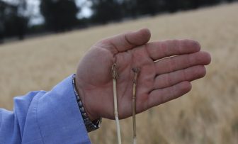 GRDC Grains Research Update, online – New opportunities for crown rot management